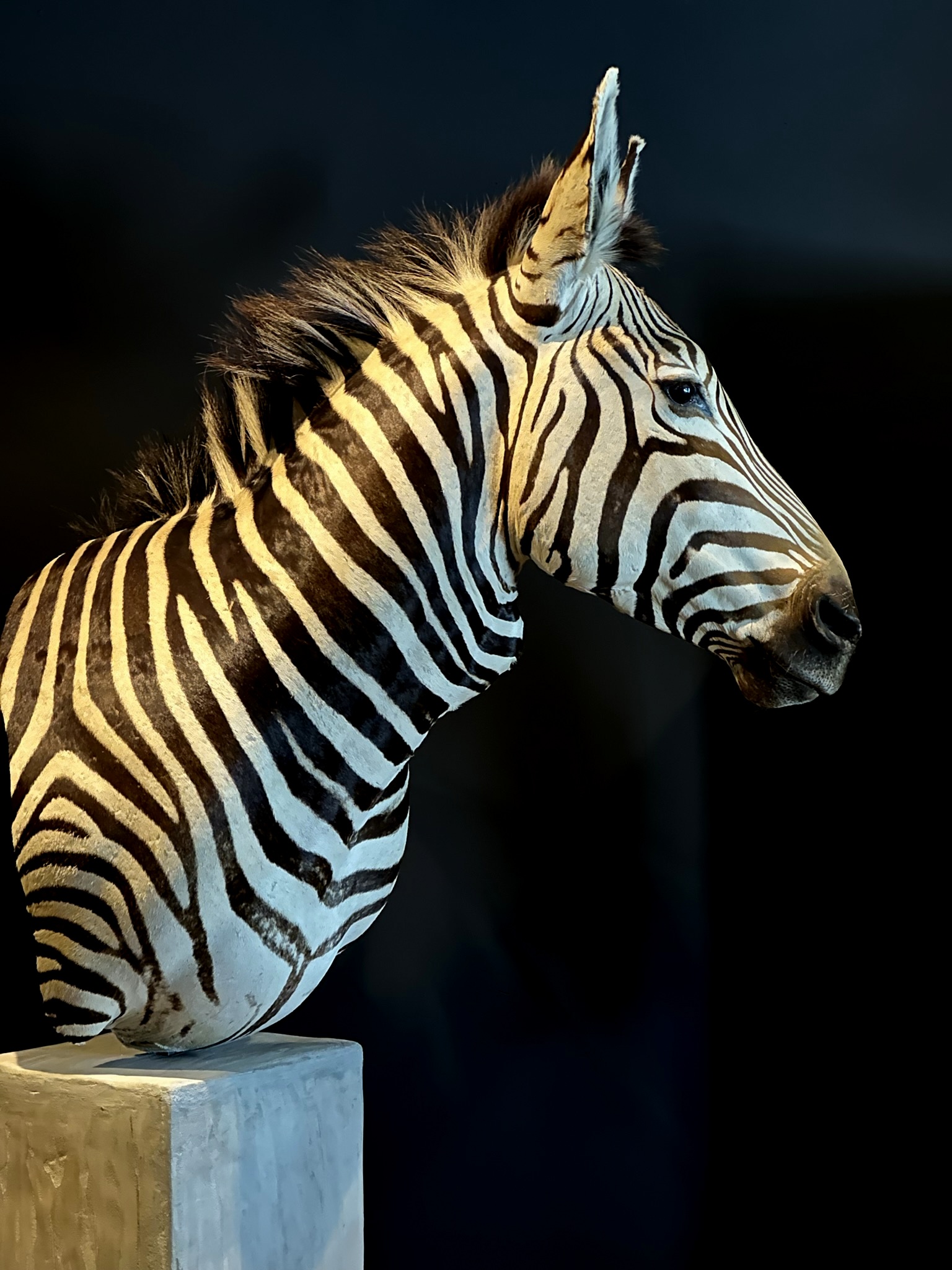 Opgezette kop van een zebra