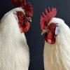 Opgezette witte haan op zwarte console