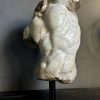 Apollo Torso Apollo Torso