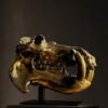 Bronze skull of a hippopotamus