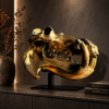 Paardenschedel Medisch Artefact