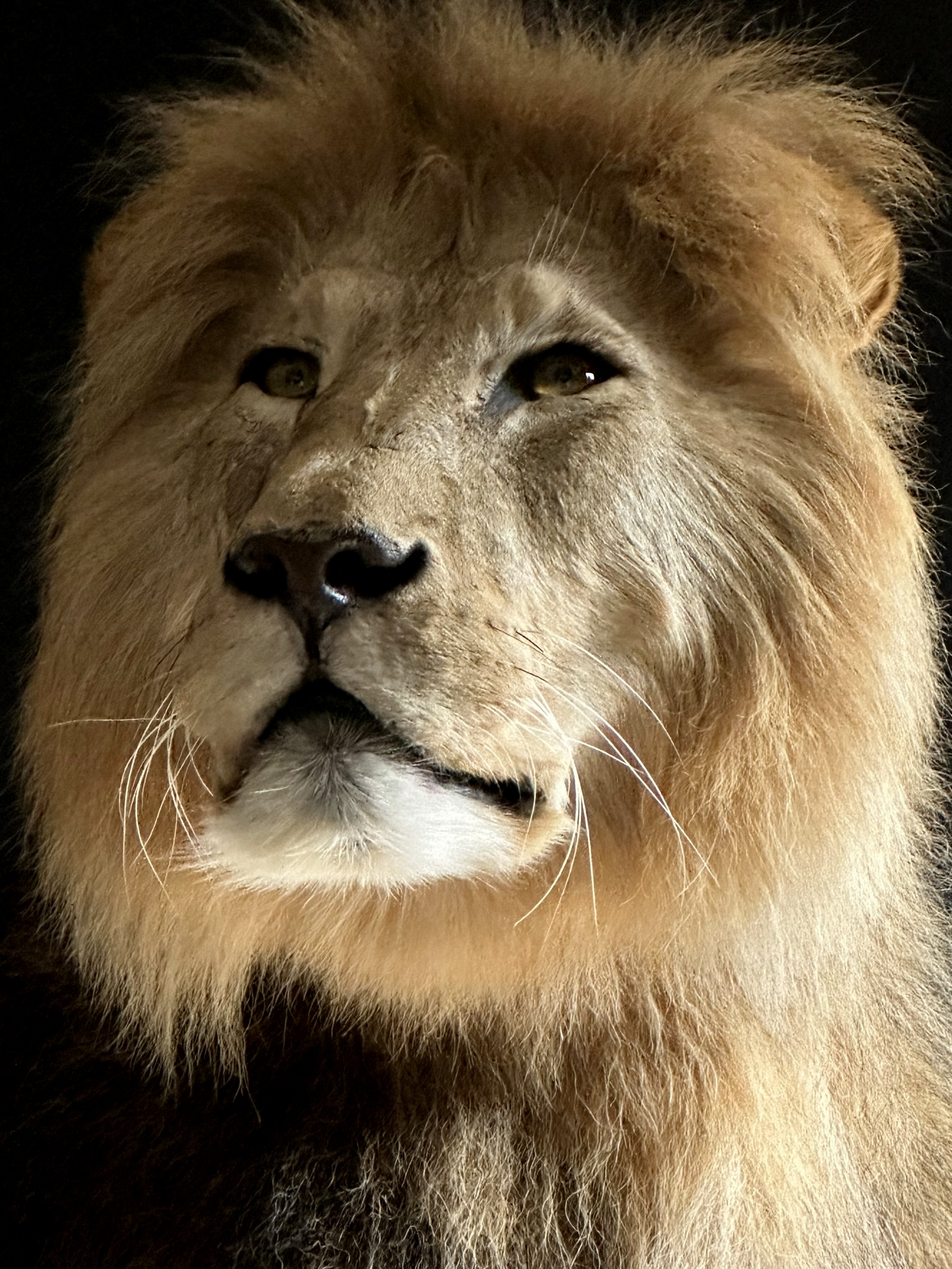 Imposante opgezette leeuw