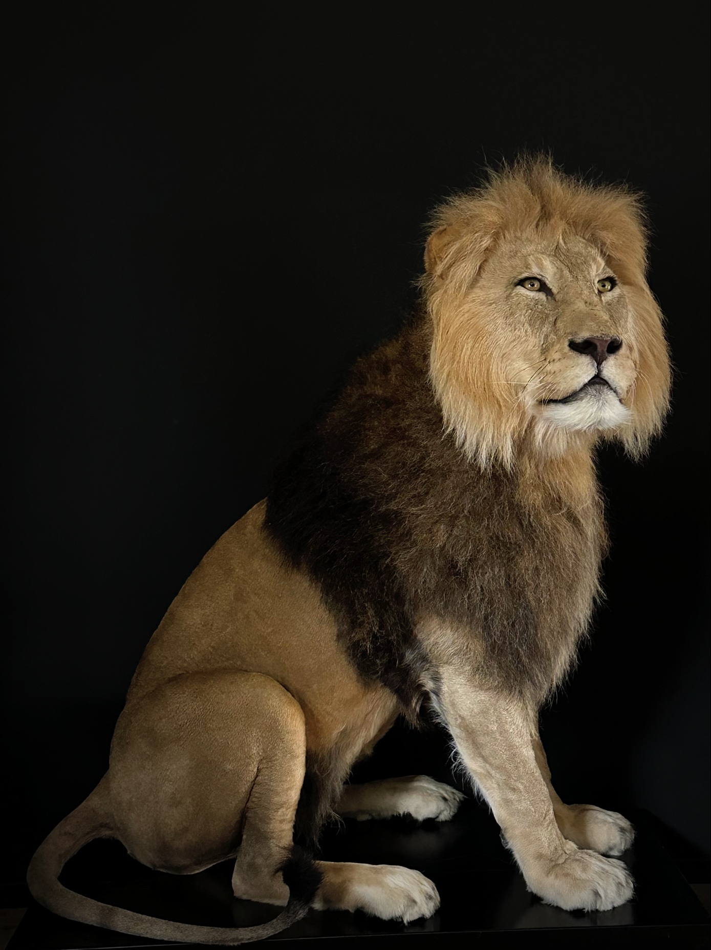 Imposante opgezette leeuw