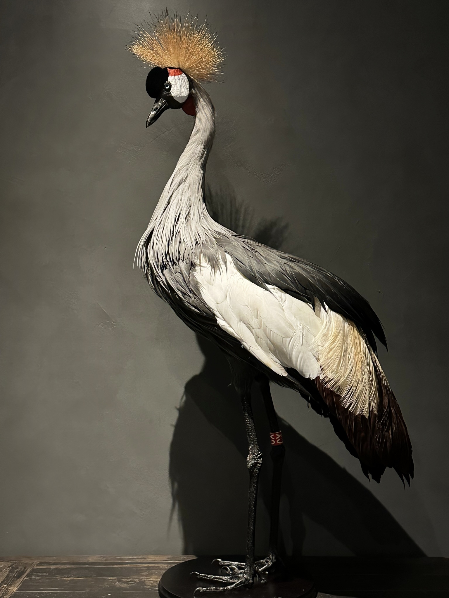 Opgezette kroonkraanvogel