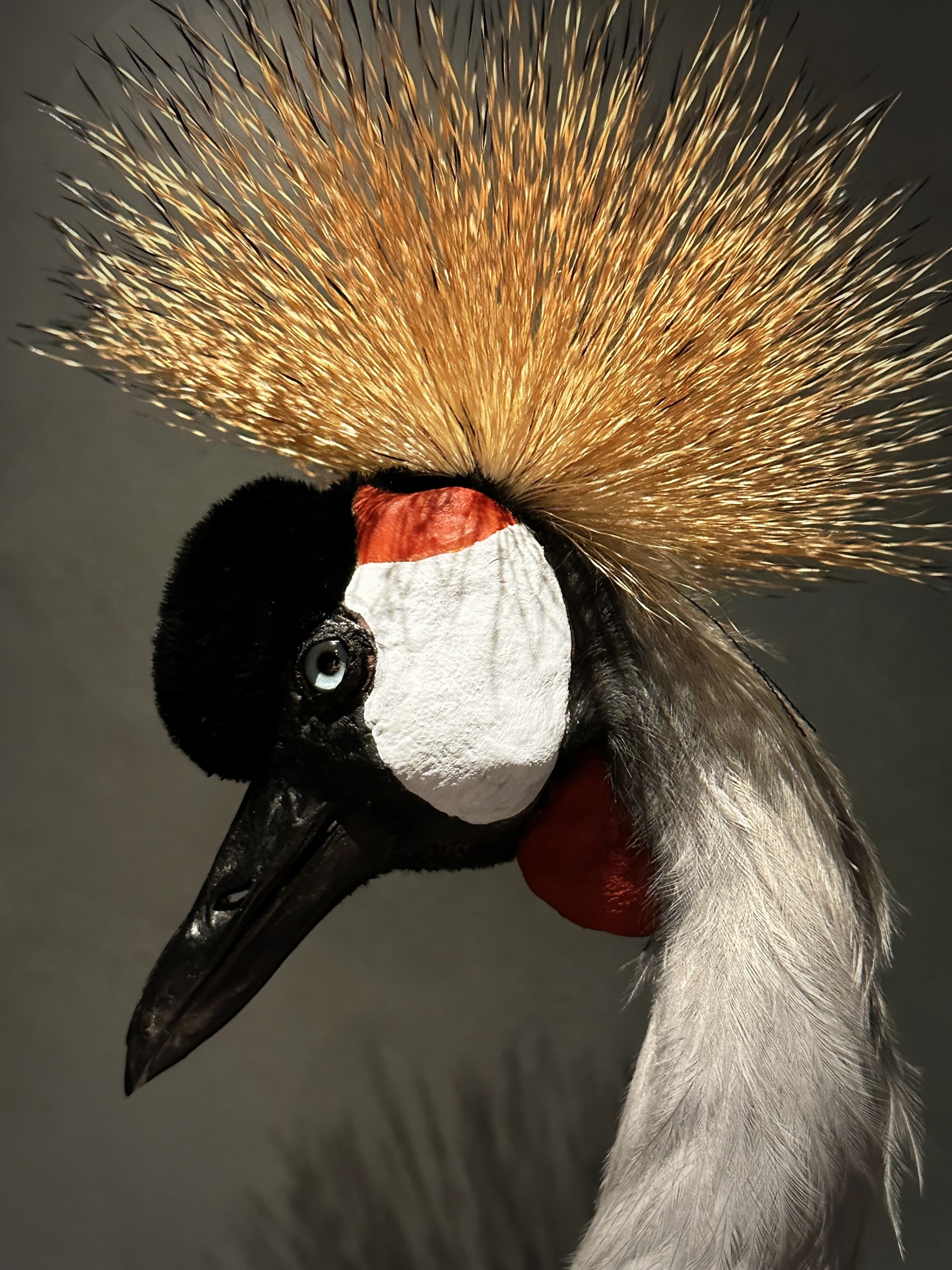 Opgezette kroonkraanvogel