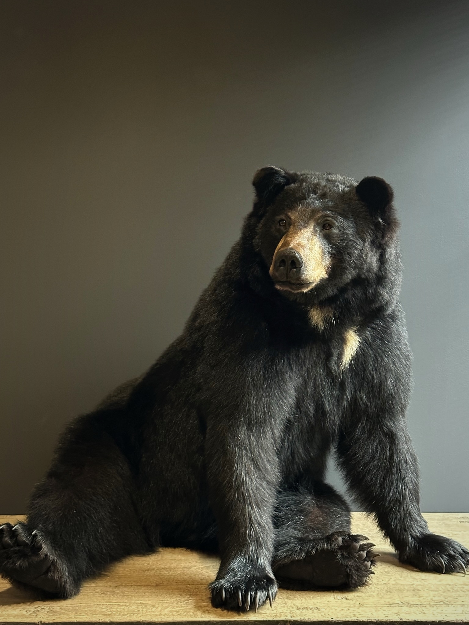 Black stuffed bear deals