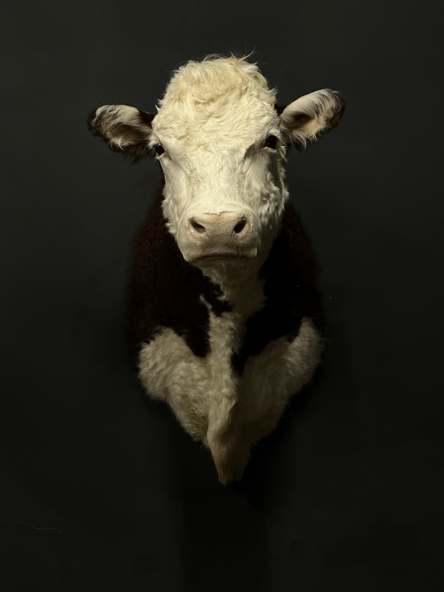 Opgezette kop van een Hereford stier
