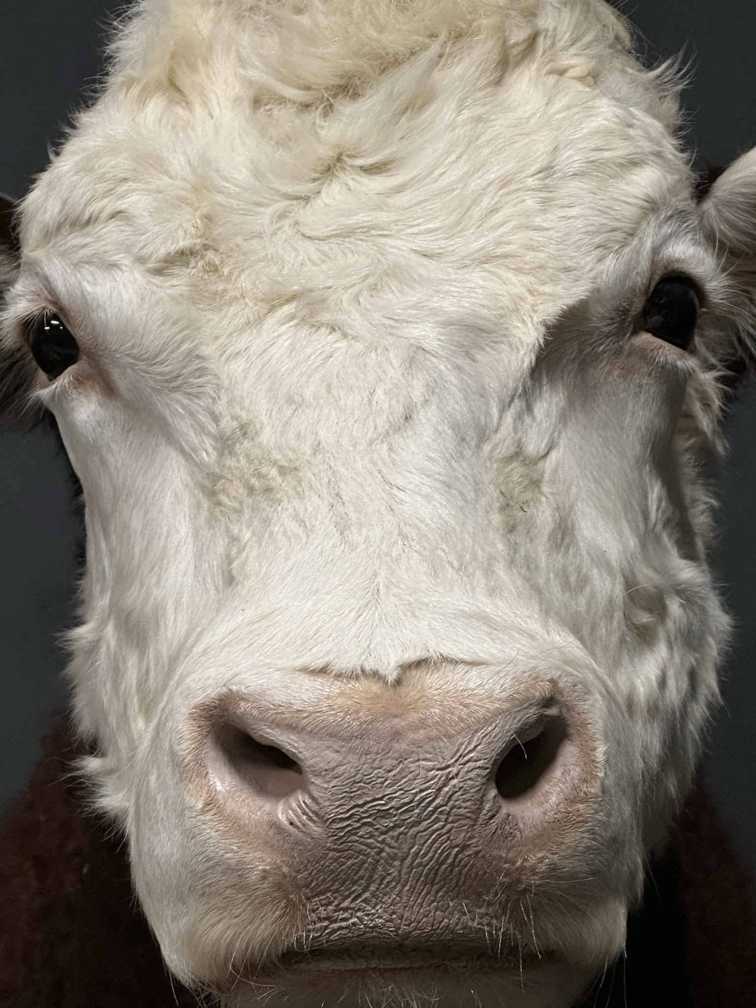 Opgezette kop van een Hereford stier