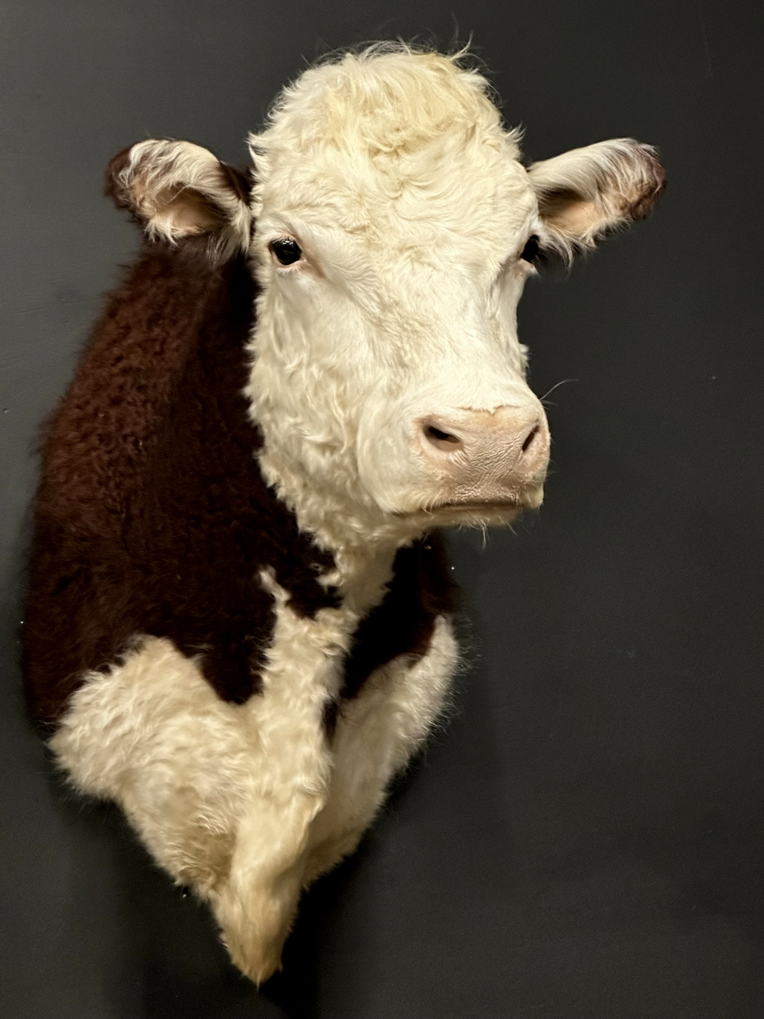 Opgezette kop van een Hereford stier