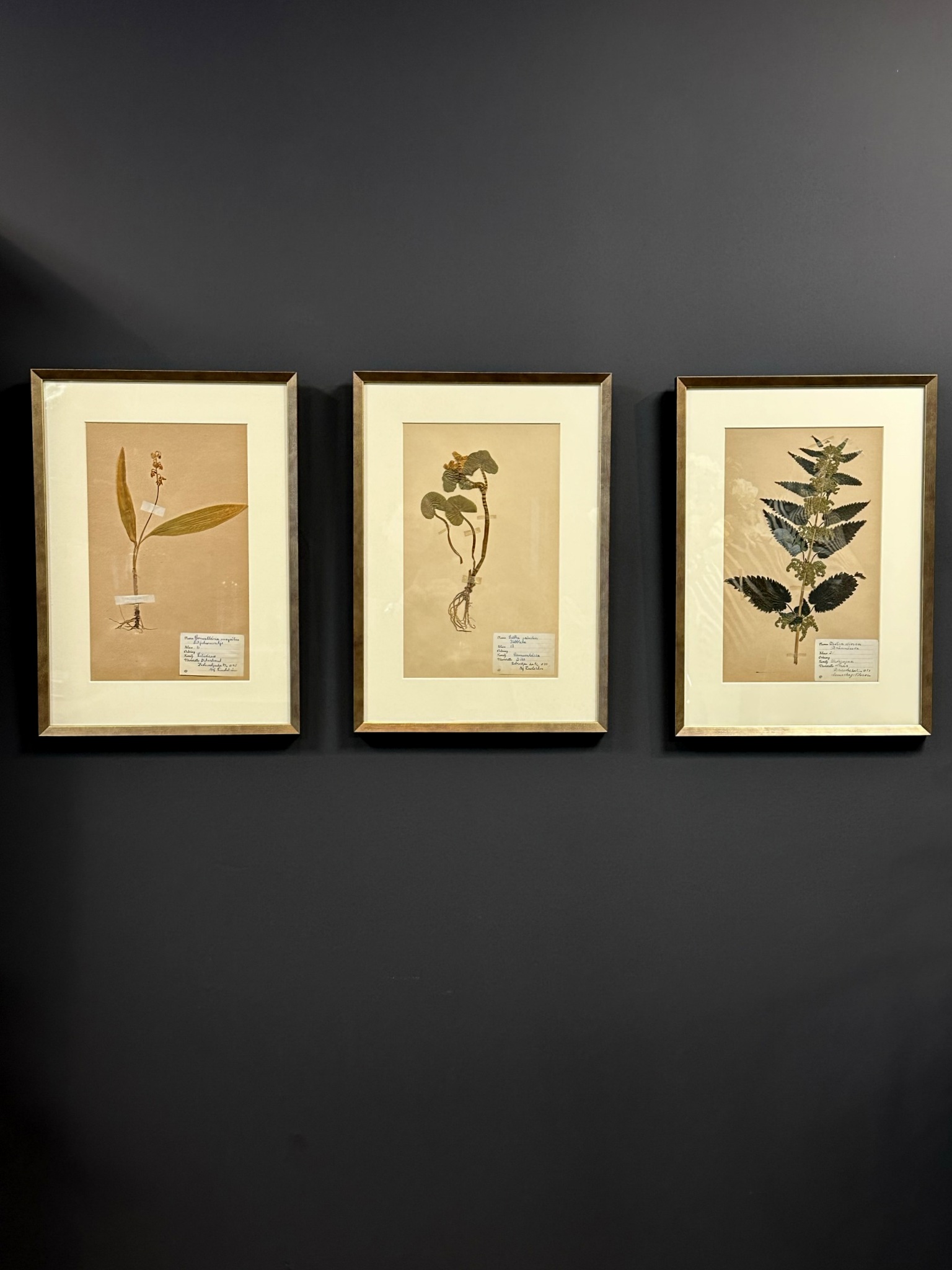 Antieke Zweedse herbarium pagina's.