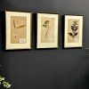 Antieke Zweedse herbarium pagina's.