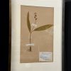 Antieke Zweedse herbarium pagina's.