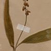 Antieke Zweedse herbarium pagina's.