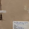 Antieke Zweedse herbarium pagina's.