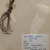 Antieke Zweedse herbarium pagina's.