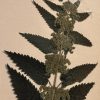 Antieke Zweedse herbarium pagina's.