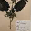 Antieke Zweedse herbarium pagina's.