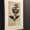 Antieke Zweedse herbarium pagina's.