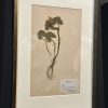 Antieke Zweedse herbarium pagina's.