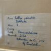 Antieke Zweedse herbarium pagina's.