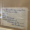 Antieke Zweedse herbarium pagina's.