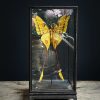Vitrine met komeetstaart vlinders Vitrine met komeetstaart vlinders