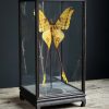 Vitrine met komeetstaart vlinders Vitrine met komeetstaart vlinders