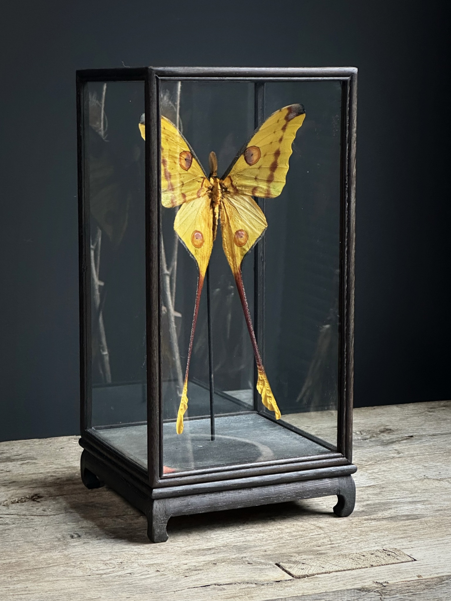 Vitrine met komeetstaart vlinders