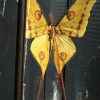 Vitrine met komeetstaart vlinders Vitrine met komeetstaart vlinders