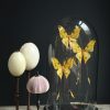 Antieke ovale Stolp met komeetstaart vlinders Antieke ovale Stolp met komeetstaart vlinders