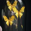 Antieke ovale Stolp met komeetstaart vlinders Antieke ovale Stolp met komeetstaart vlinders
