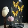 Antieke ovale Stolp met komeetstaart vlinders Antieke ovale Stolp met komeetstaart vlinders
