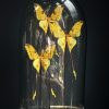 Antieke ovale Stolp met komeetstaart vlinders