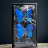 Vitrine met 2 Morpho vlinders, Vitrine met 2 Morpho vlinders,