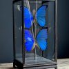 Vitrine met 2 Morpho vlinders,