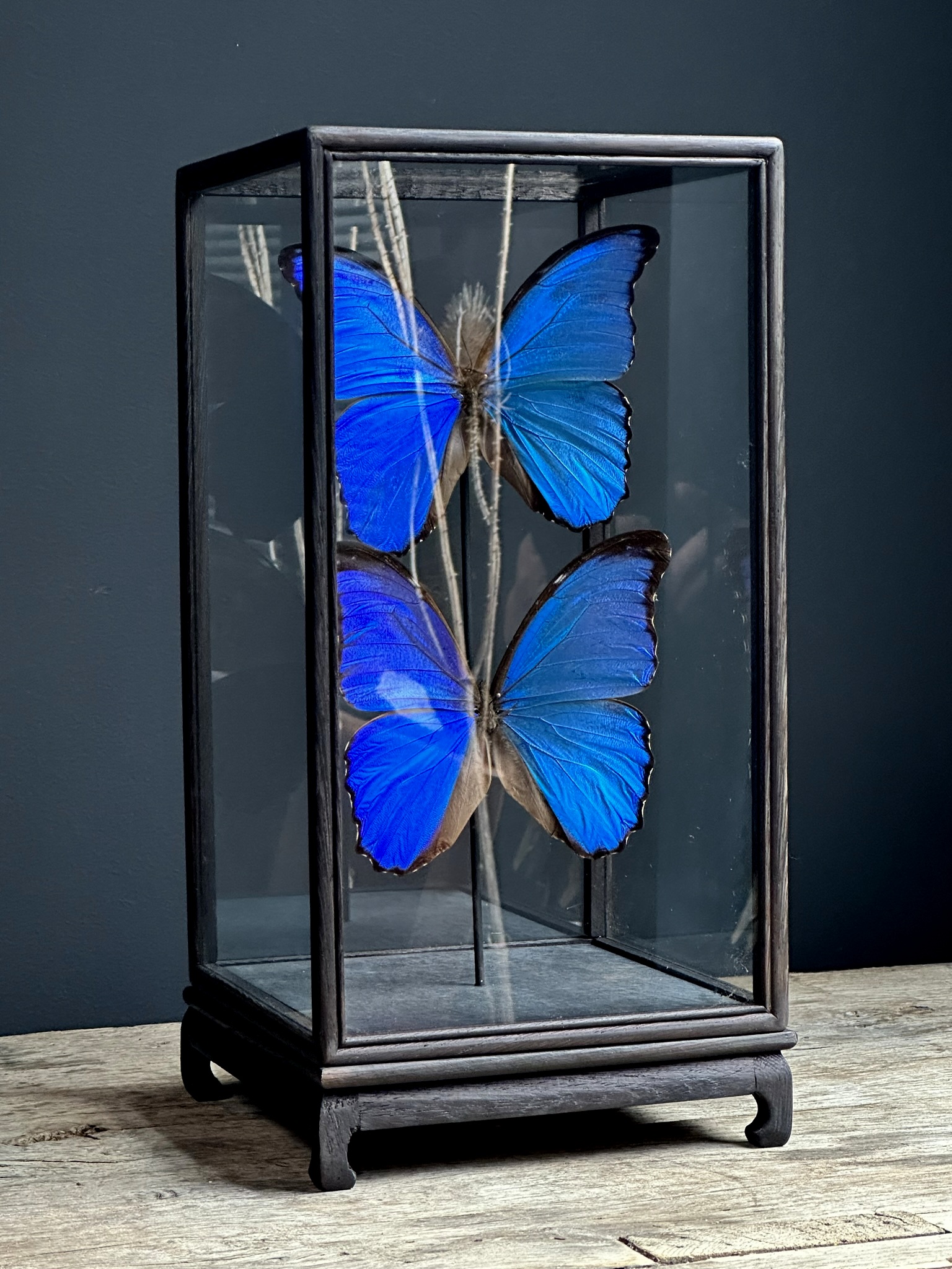 Vitrine met 2 Morpho vlinders,