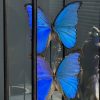 Vitrine met 2 Morpho vlinders, Vitrine met 2 Morpho vlinders,