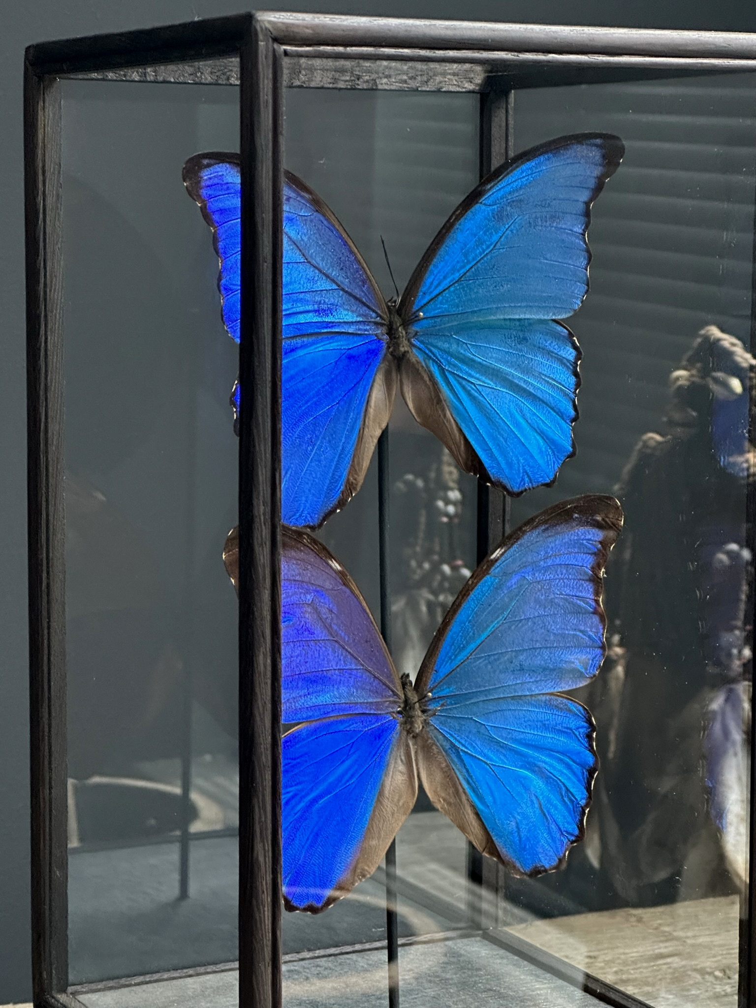 Vitrine met 2 Morpho vlinders,