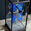 Vitrine met 2 Morpho vlinders, Vitrine met 2 Morpho vlinders,