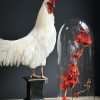Opgezette witte haan op een klassieke console Opgezette witte haan op een klassieke console