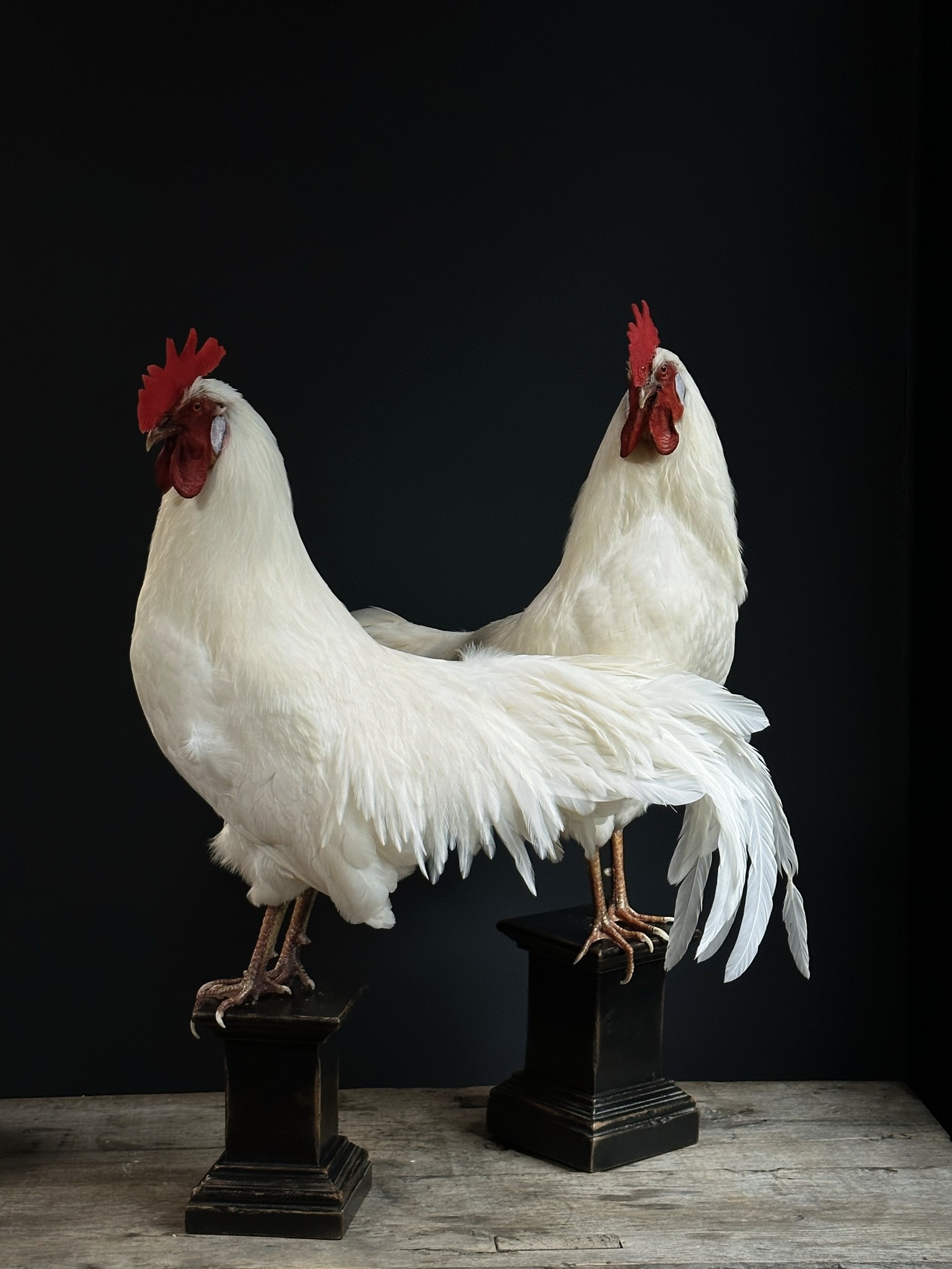 Kamer Generator Vermaken Taxidermy white rooster on a classic console - BEAST Interiors