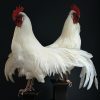 Opgezette witte haan op een klassieke console