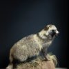 Opgezette Marterhond of wasbeerhond Opgezette Marterhond of wasbeerhond