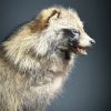 Opgezette Marterhond of wasbeerhond Opgezette Marterhond of wasbeerhond