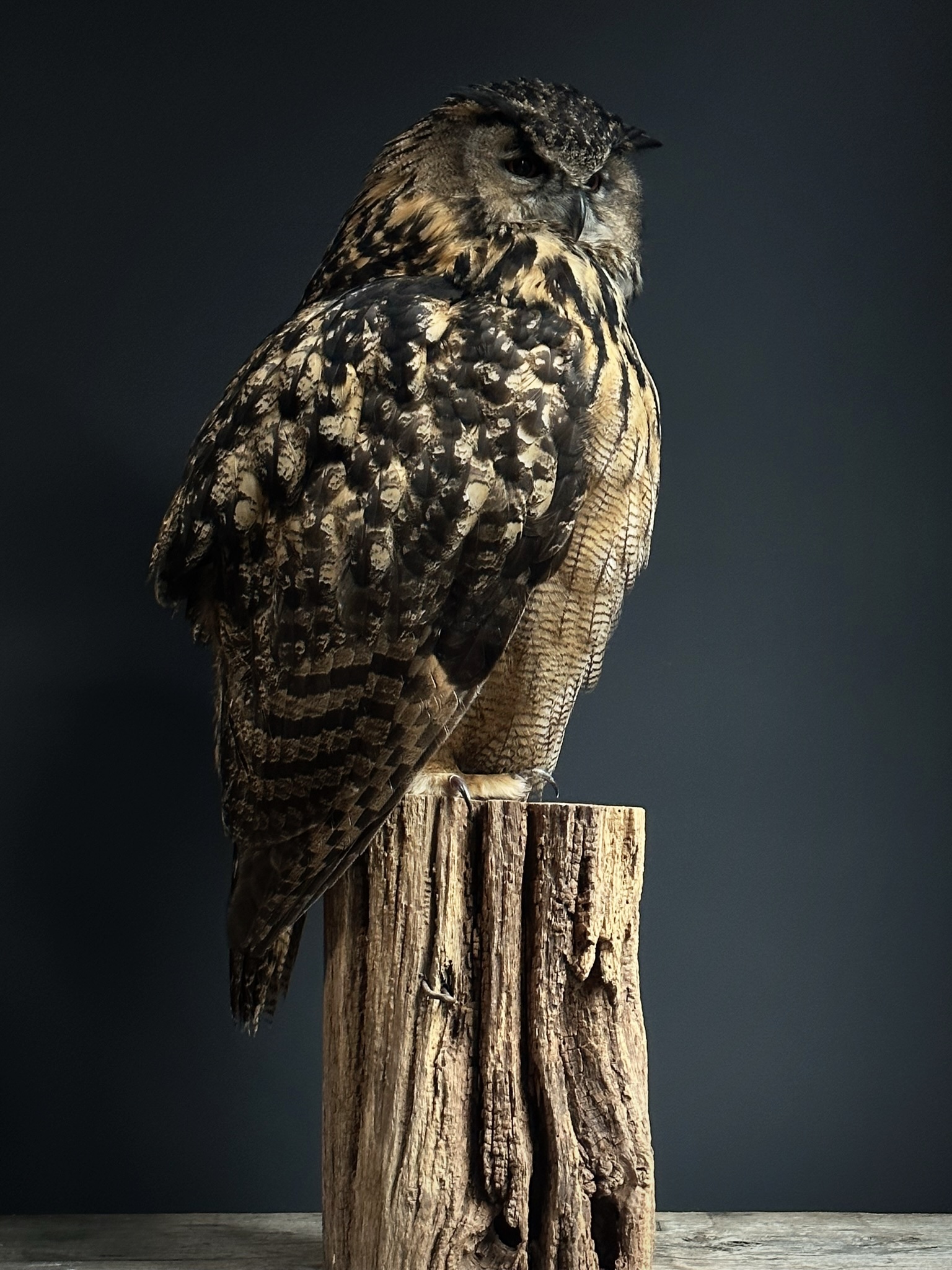 Mounted Eagle Owl BEAST Interiors