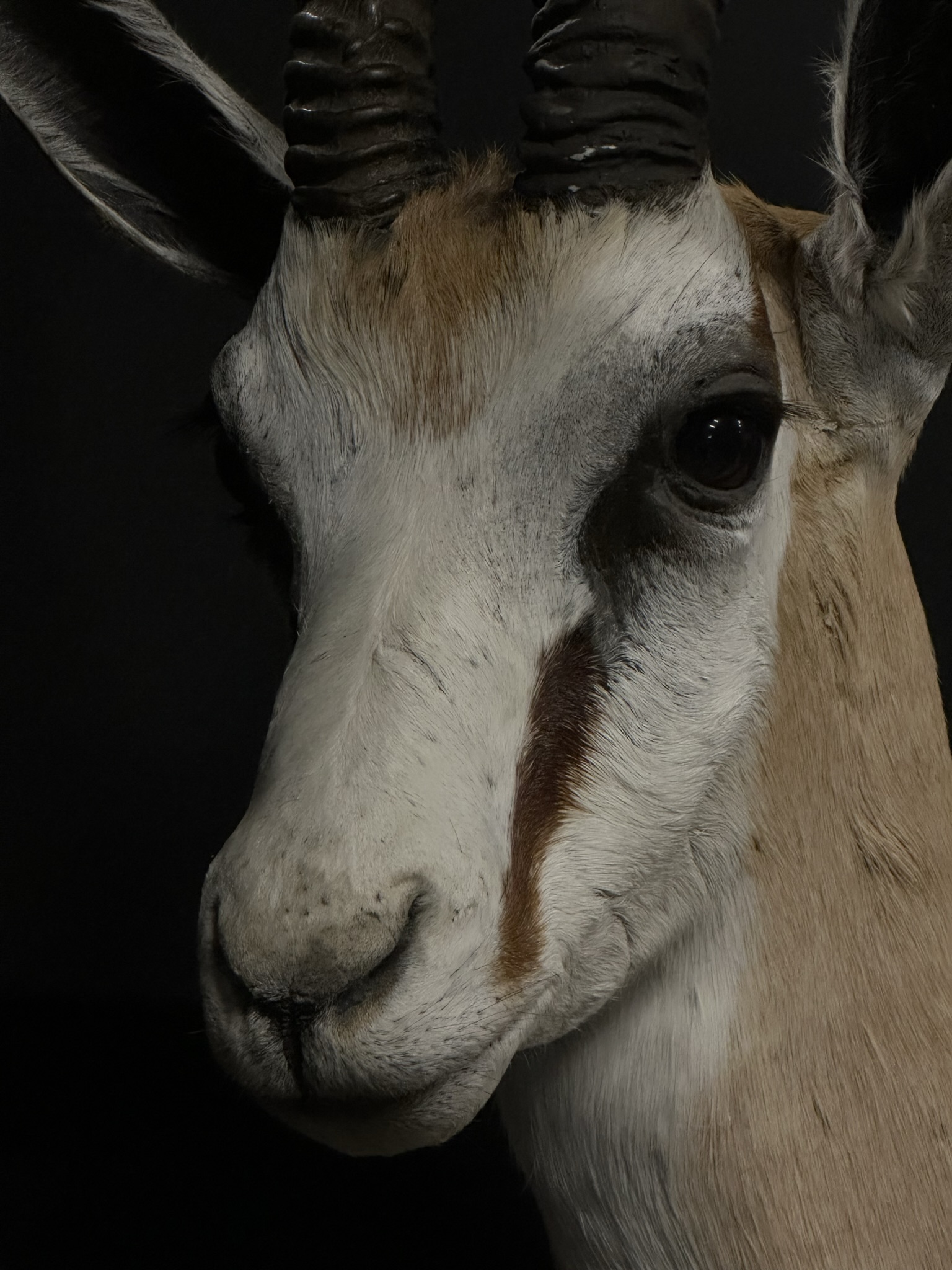 Kop van een springbok