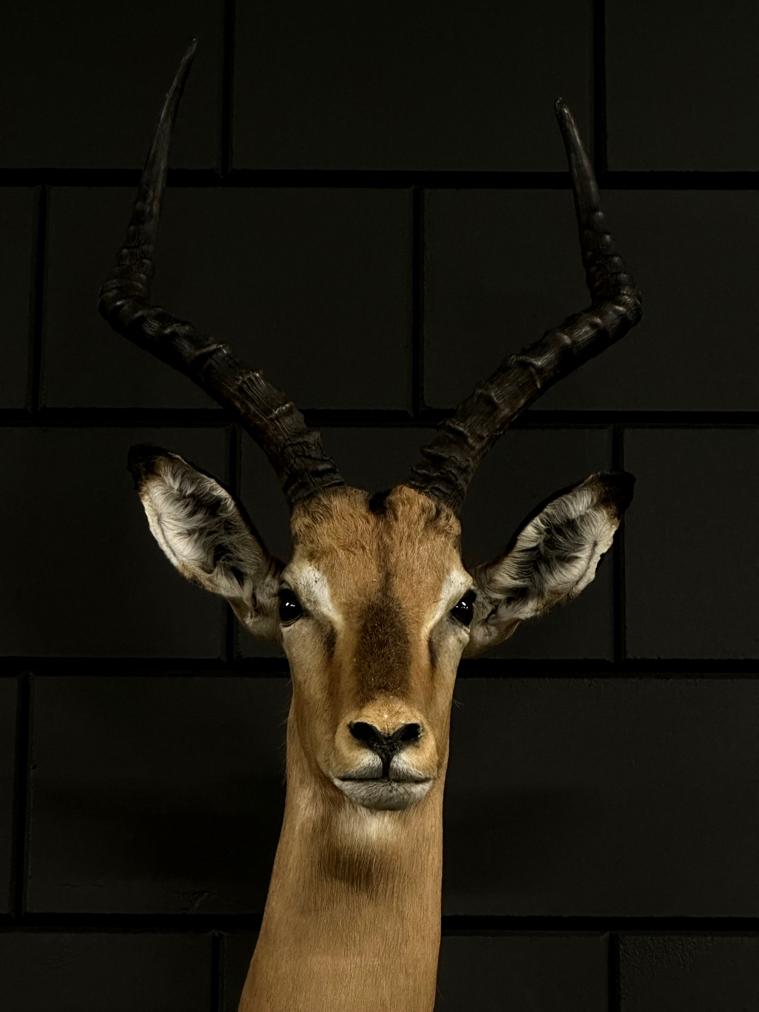 Kop van een impala