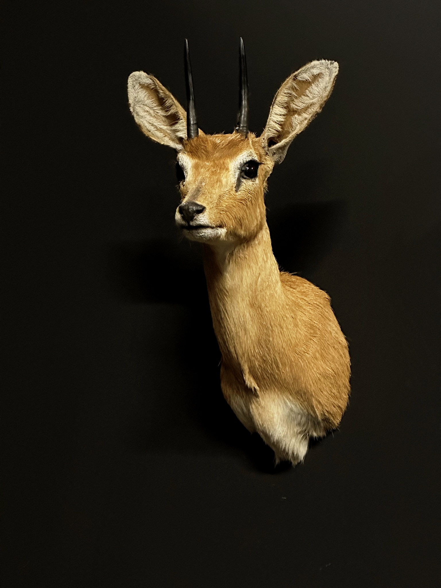 Mounted head of an Oryx.