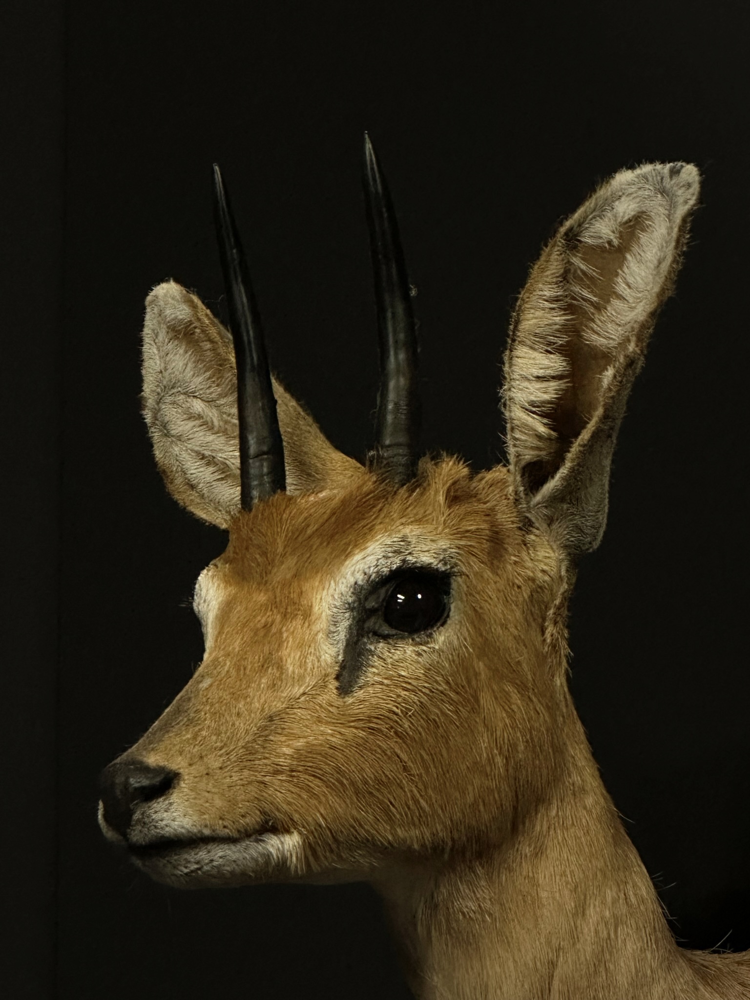 Afrikaans steenbok kopje