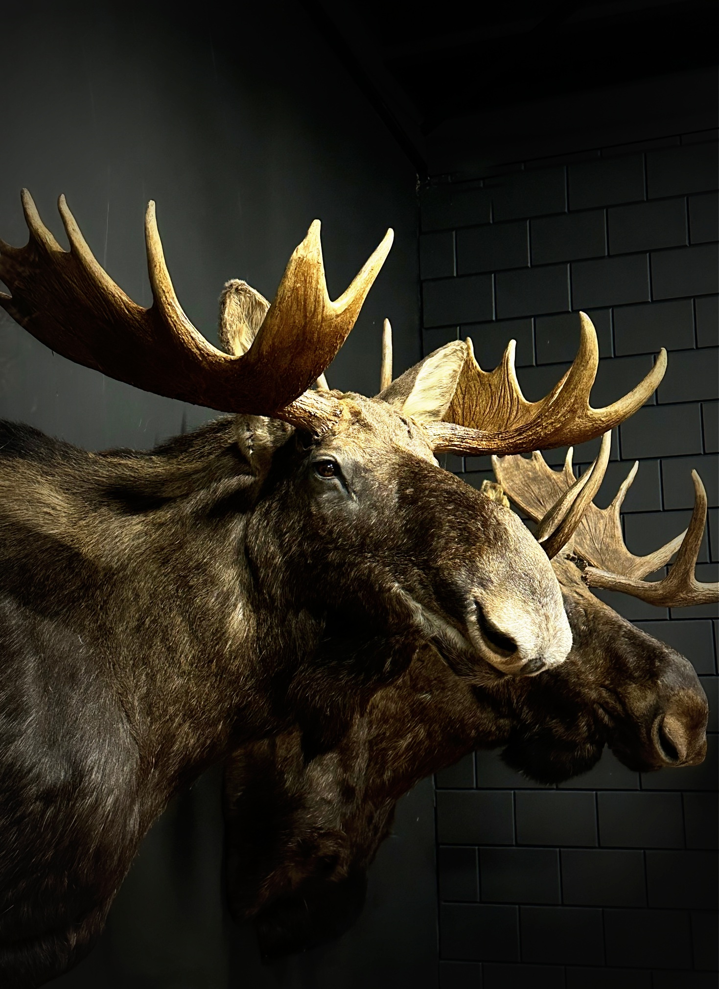 Scandinavische eland